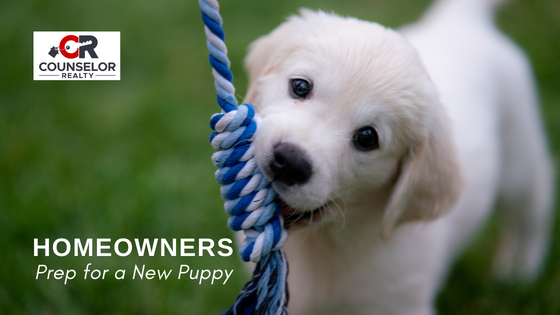 Prep for a New Puppy - Homeowners - Counselor Realty